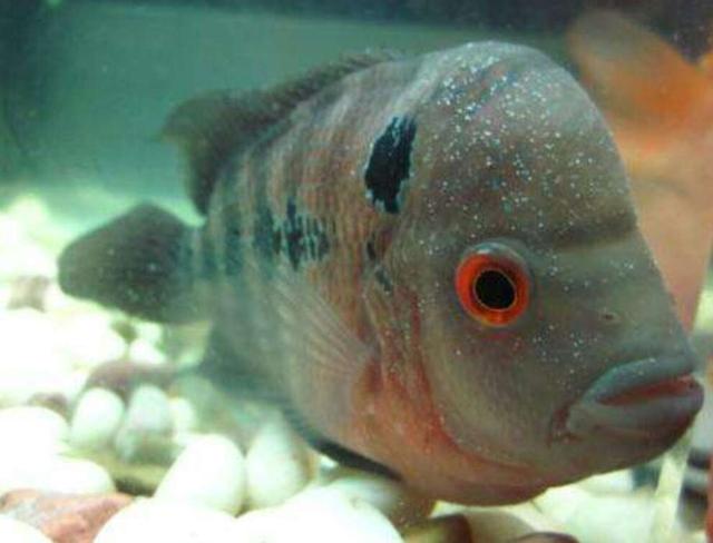 菠萝鱼有白点病怎么办,小菠萝得了什么病还能活多久