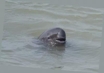 长江禁捕恢复最快的鱼,长江重新被发现的灭绝生物