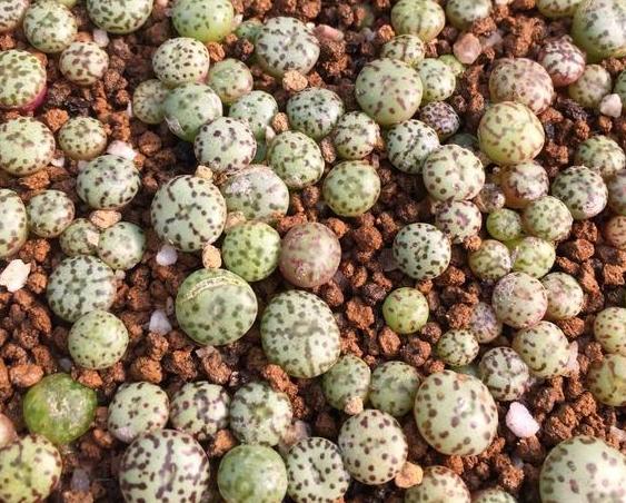 家庭盆栽土壤不透气怎么办?核桃壳、瓜子皮一用,烂根问题不在