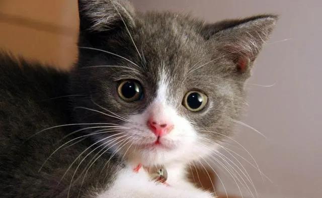 猫咪眼睛的神奇之处,猫咪黄眼睛和琥珀眼睛的区别