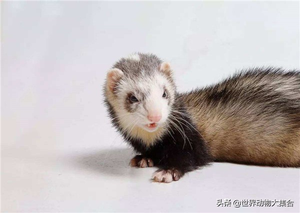 养安格鲁貂需要什么,养安格鲁貂