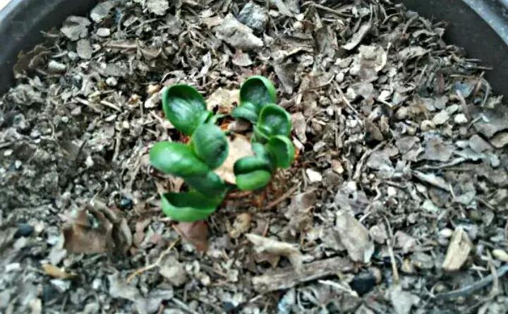 君子兰砍一刀留几公分,君子兰砍了一刀就开花了