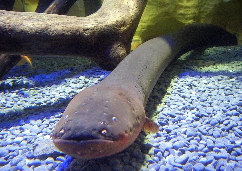 水中高压线电鳗有多危险,鳄鱼遇到水中高压线电鳗会怎样