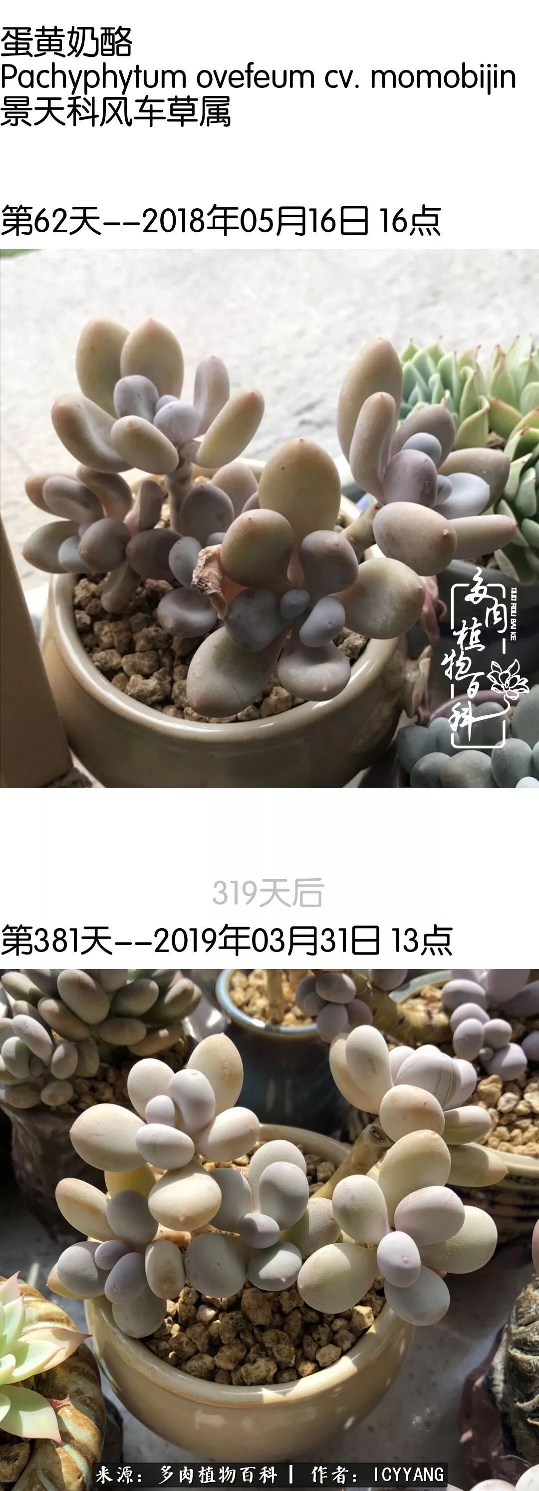 多肉隔着玻璃晒太阳效果好吗,隔着玻璃养的多肉照样长得好