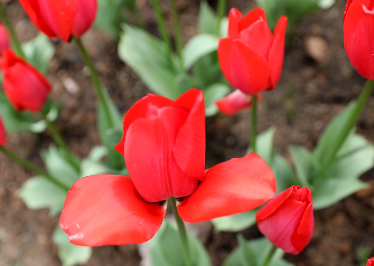 宁波现在哪里可以看郁金香,宁波郁金香在什么地方