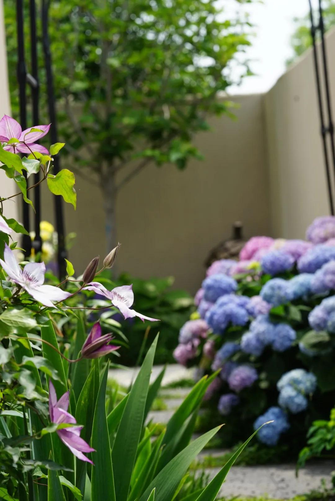 花期最长的院子，这家近海沙地的花园民宿，有故事有干货