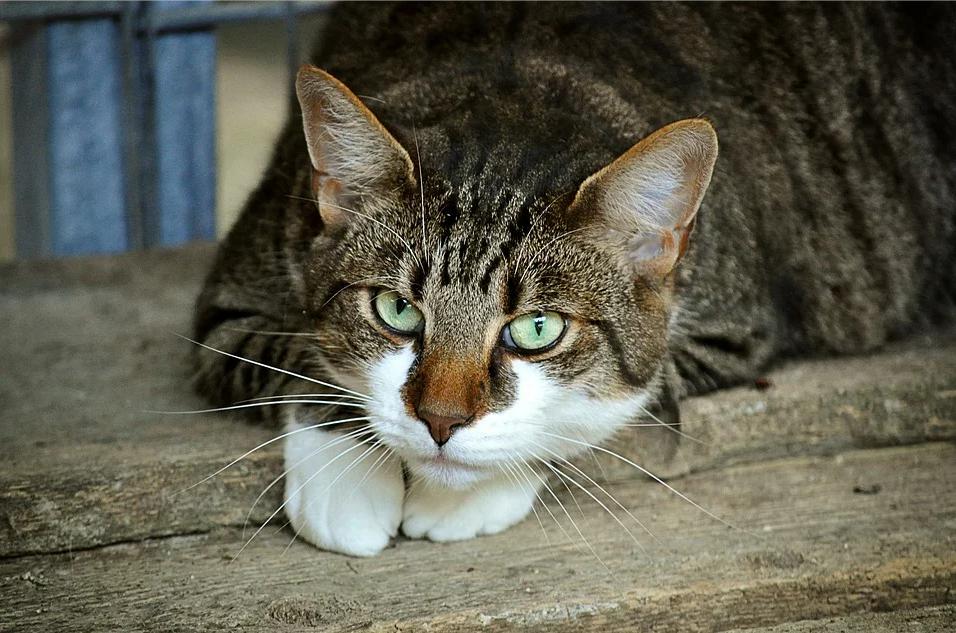 捡到一只流浪猫眼睛发炎,捡到流浪猫要怎么处理