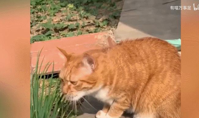 猫咪界干饭王,喵界干饭王