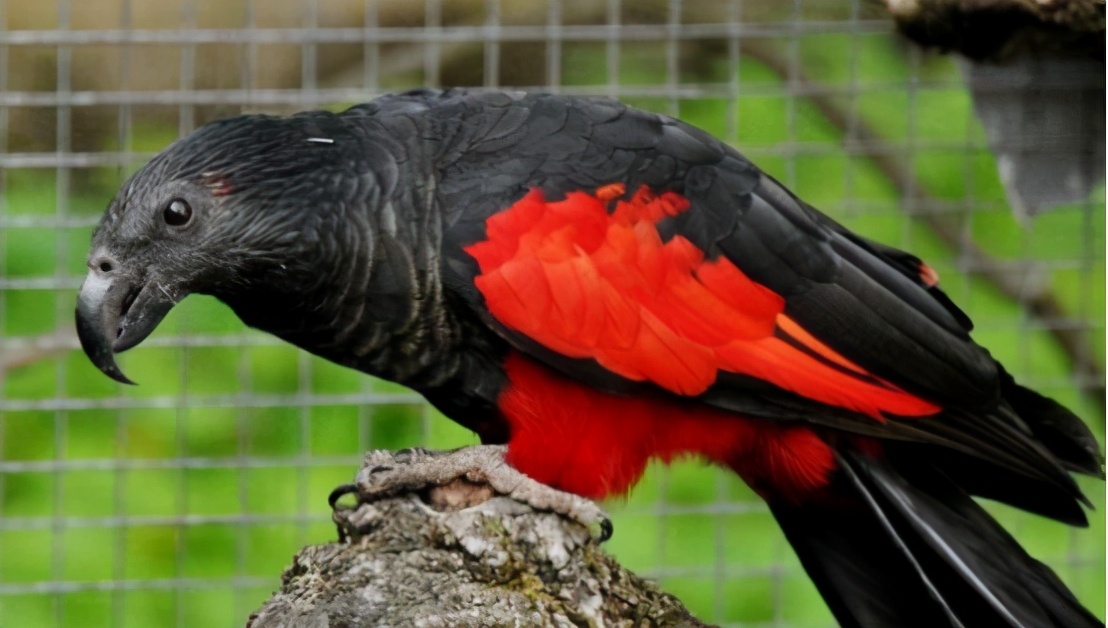 巴西为20岁的野生鹦鹉寻伴侣，巴西仅剩一只，已在灭绝边缘徘徊