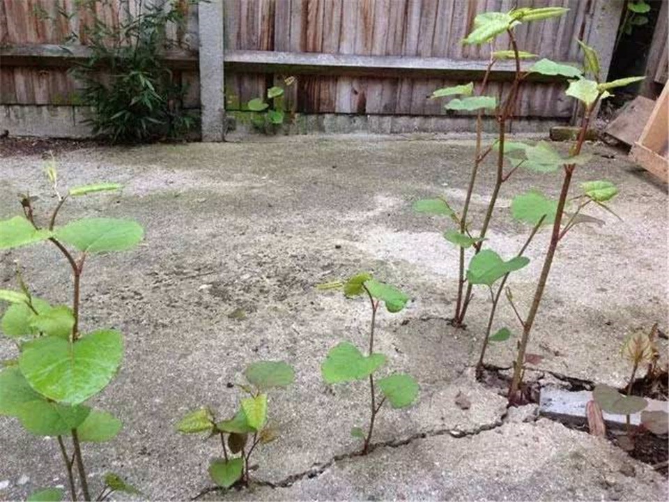 日本入侵中国的植物,日本入侵植物