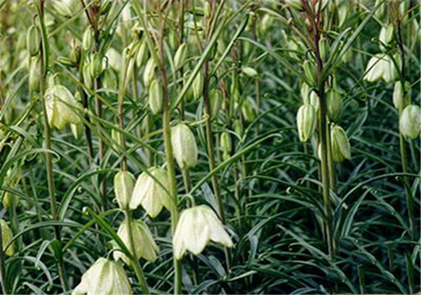 土贝母怎么育种,土贝母怎么养