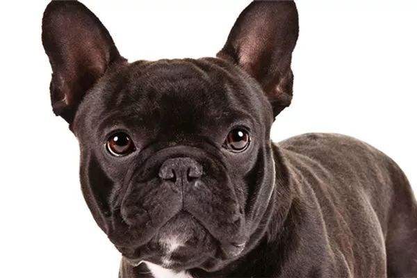 治疗狗狗真菌皮肤病中药配方,狗狗真菌皮肤病用洁尔阴怎么治