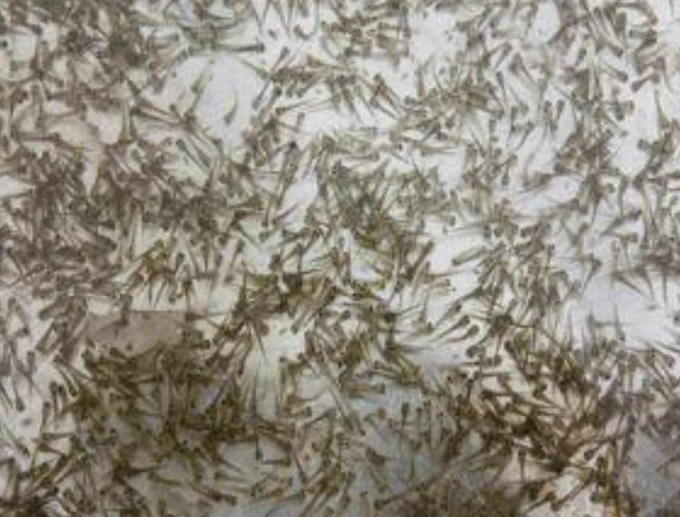 台湾泥鳅养殖视频曝光,台湾泥鳅养殖骗局揭秘