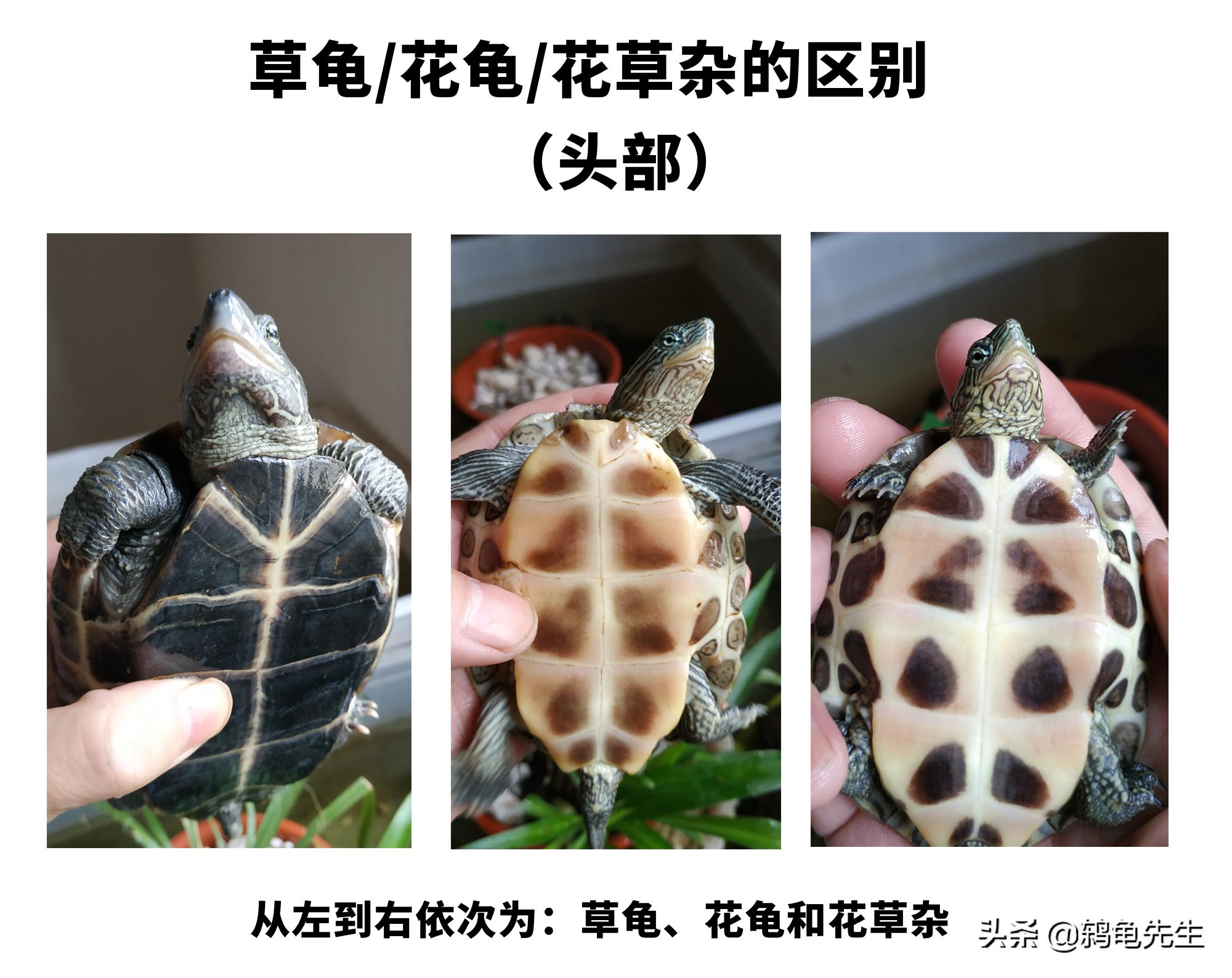 乌龟中草龟的种类介绍及图片大全,怎么辨认草龟和花龟的区别