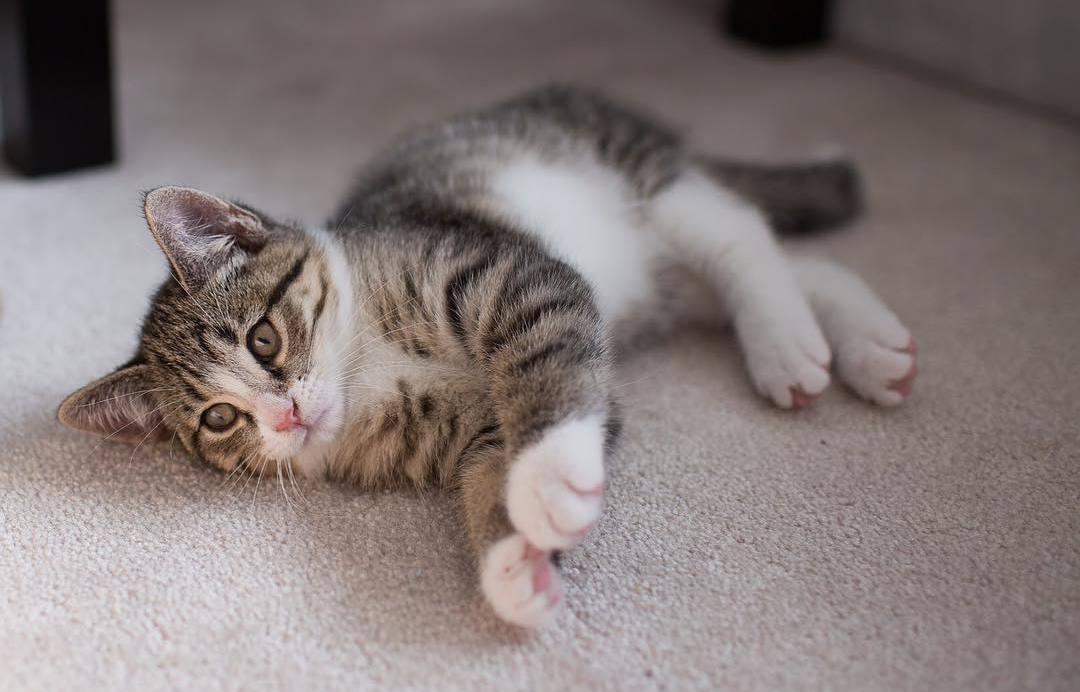 如何照护中老年猫？了解七大变化，做好这四件事，有助于猫咪长寿