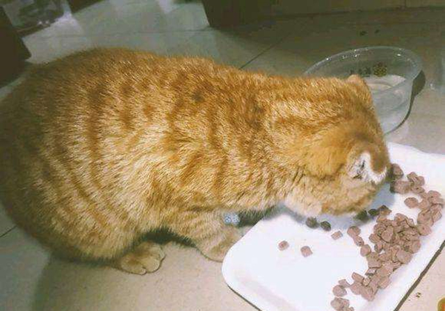 2个月幼猫刚到家不吃不喝,2个月幼猫刚到家不拉屎