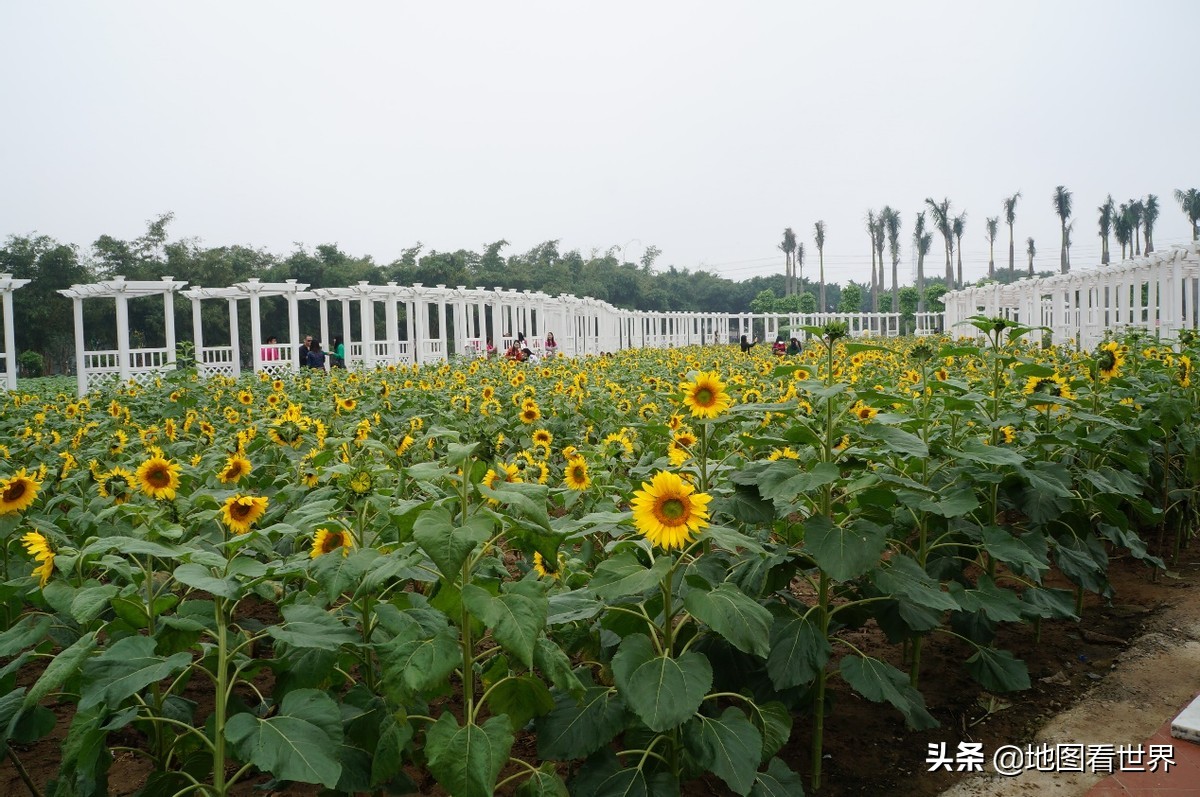 城市冷知识1:广州11区简明介绍,让你快速了解广州市