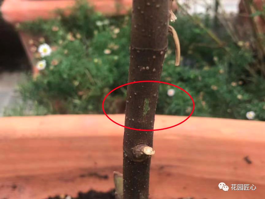 缓苗应该注意些什么,缓苗要注意什么