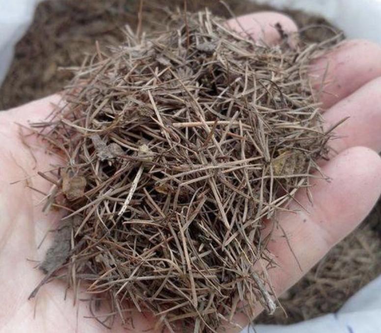 绿萝专用肥能给长寿花用吗,三种绿萝最好的肥料