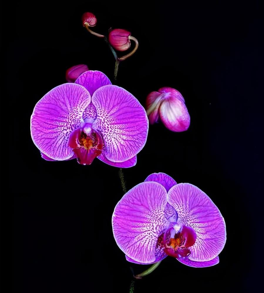 鍏拌姳绉嶇被鍥鹃壌,鐪嬭姦澶磋鲸鍏拌姳绉嶇被