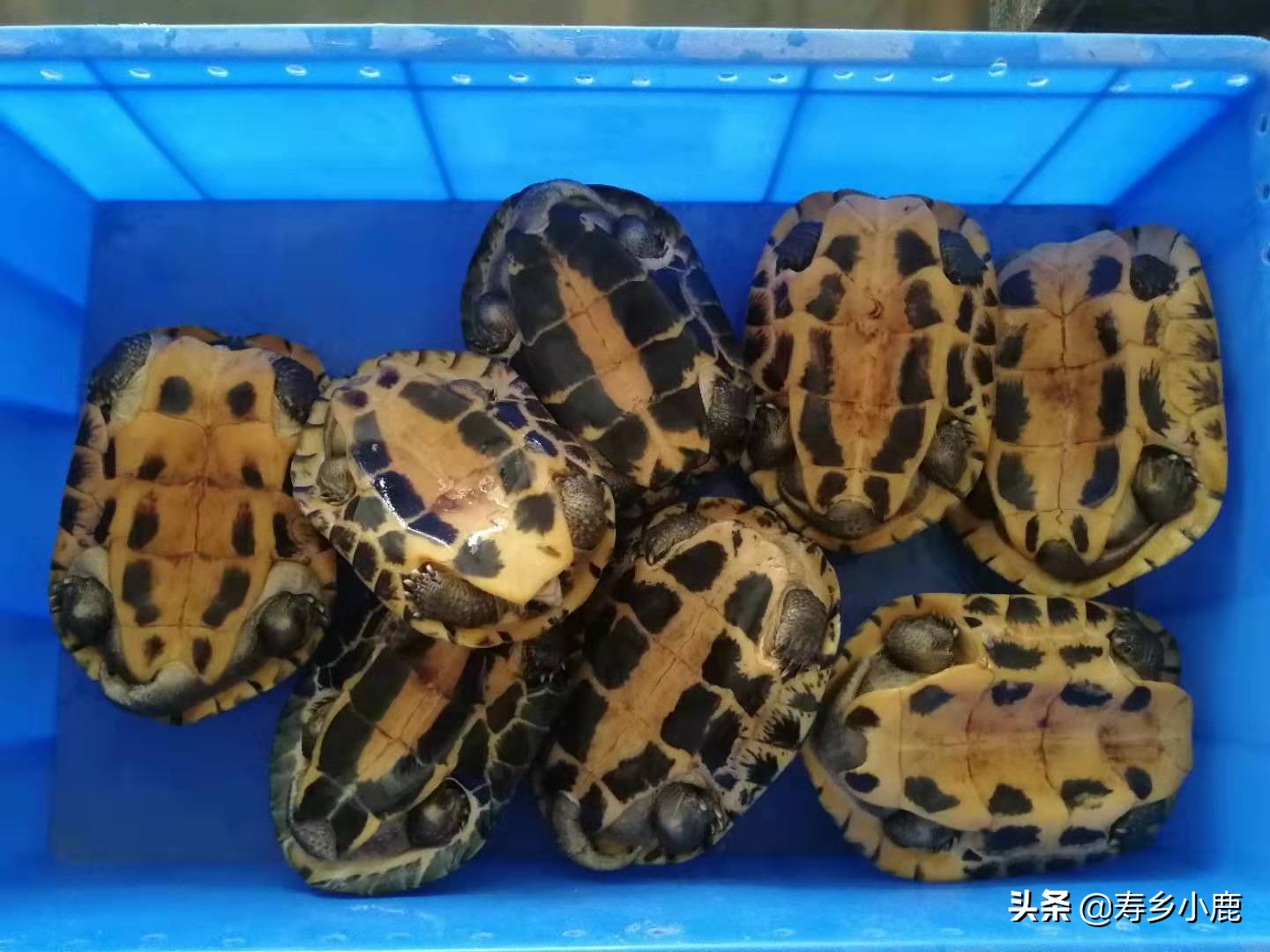 养殖水龟，如何做好日常管理工作降低水龟患水霉病的风险？