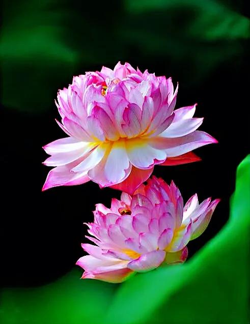 荷花品种大全及名称图片,荷花品种及名称大全图片