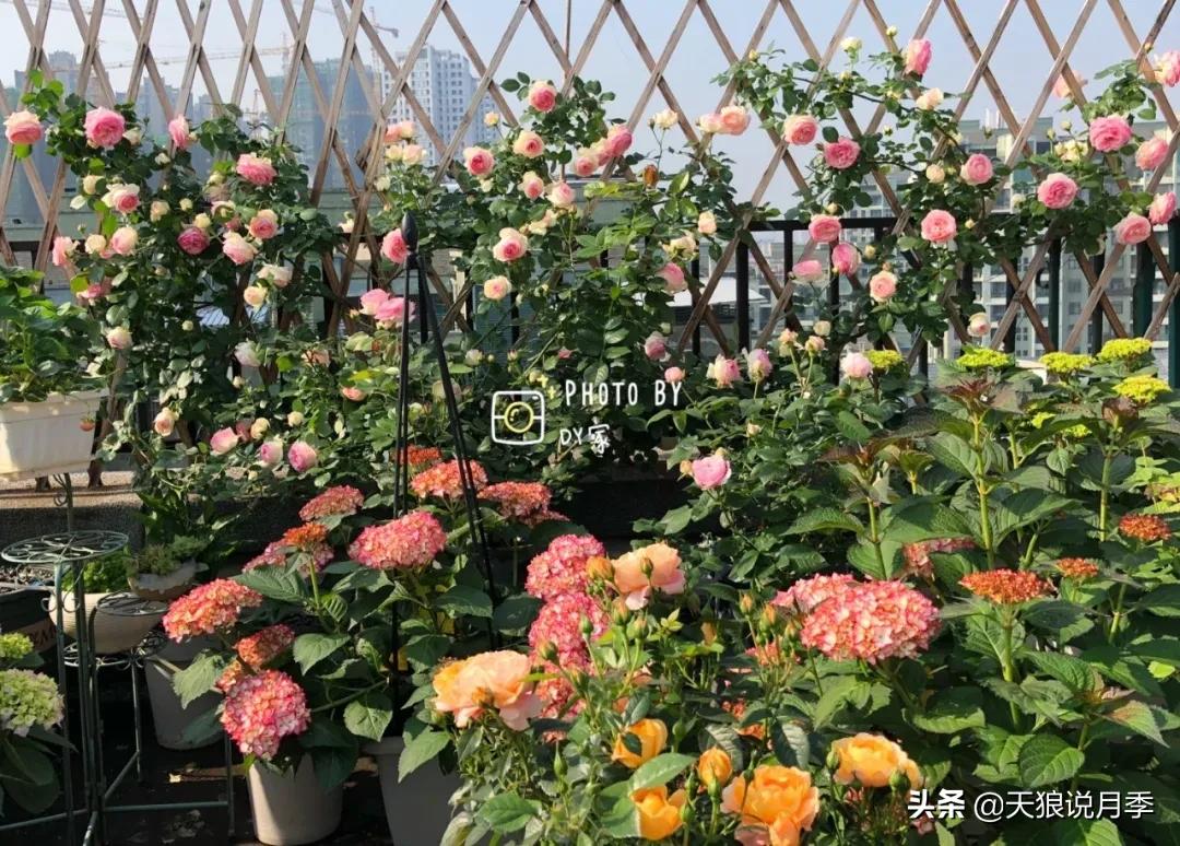 月季春季第一波花要不要剪,月季春季第一波花开后嫁接