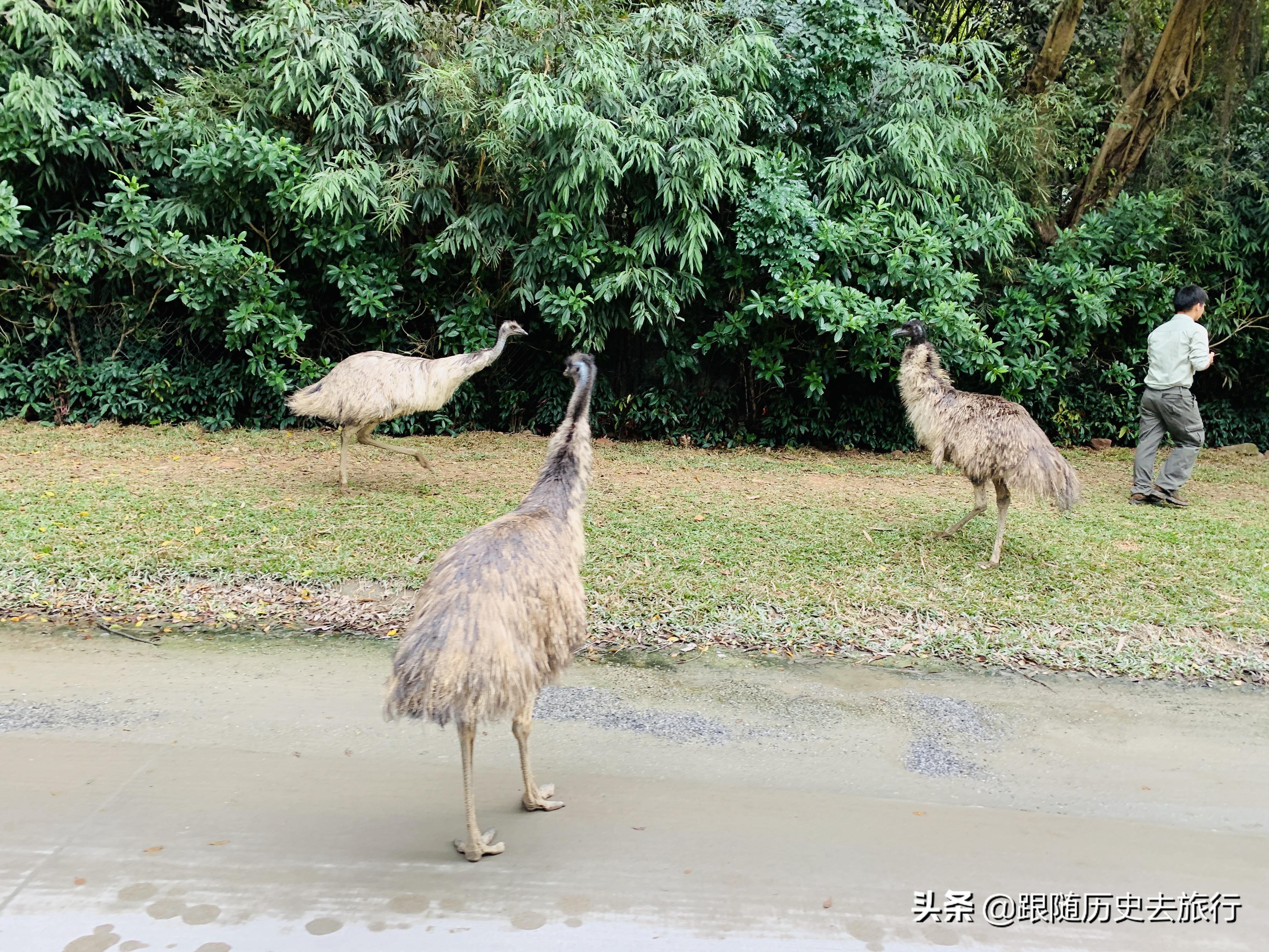 广州长隆动物园大熊猫门票多少钱,广州长隆水动物世界看大熊猫攻略