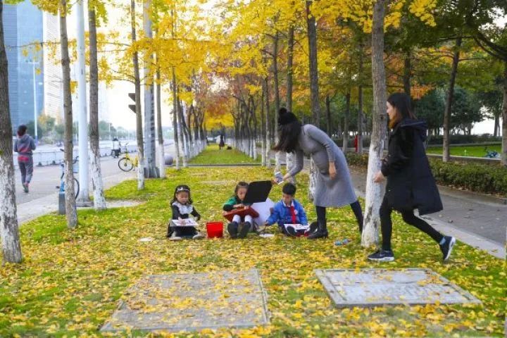 温州秋冬的银杏树确实美,温州最原生态银杏