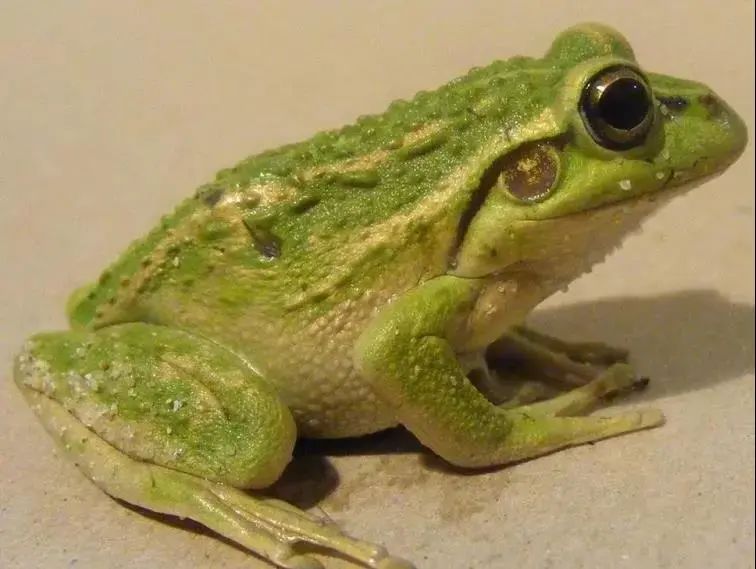 记录60后70后的童年生活,80后的童年回忆真实记录