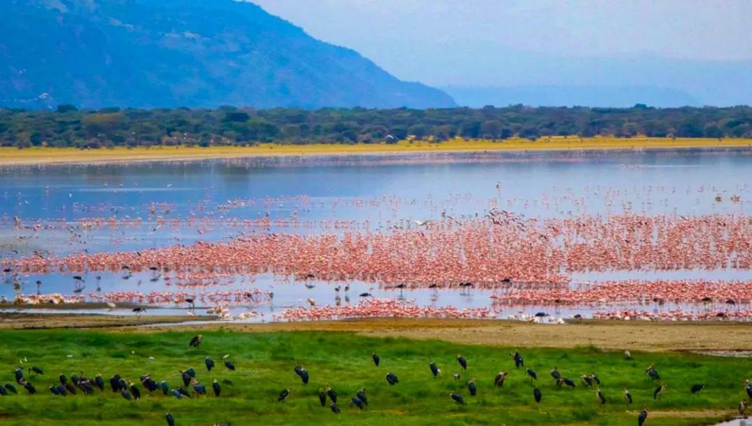 世间稀有的白色长颈鹿母子，在非洲被残忍猎杀，发现时只剩骨骼