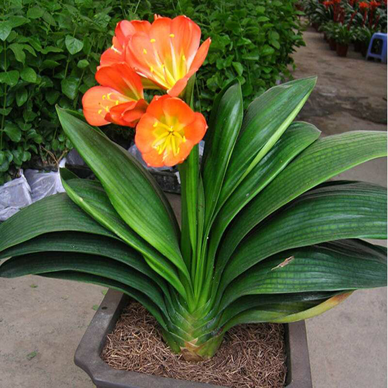 君子兰怎么养出宽大肥厚的叶片,君子兰怎么养叶子长得茂盛