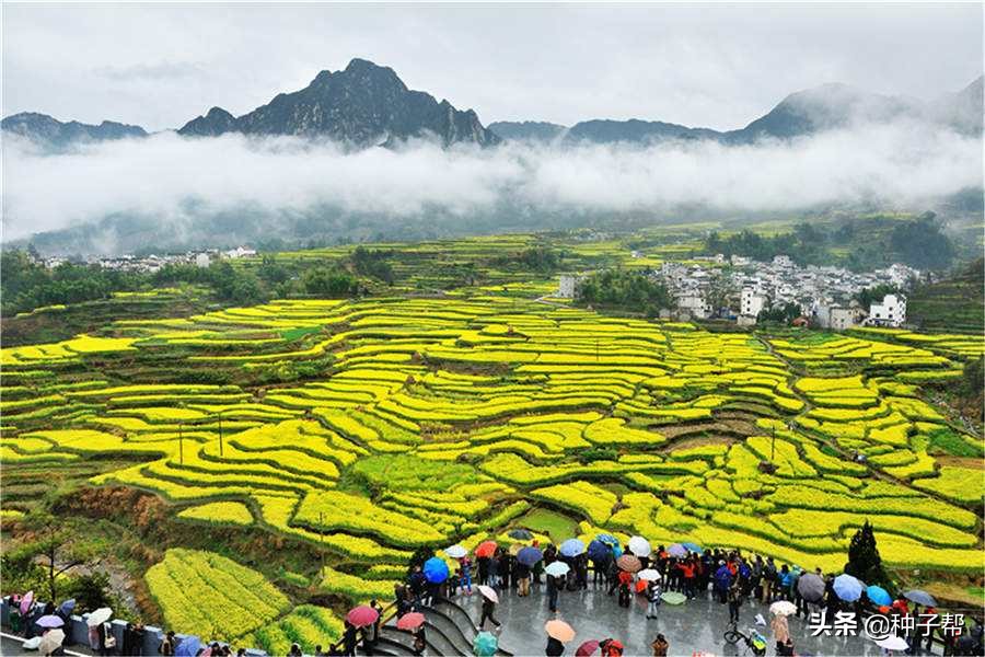 油菜花漂亮的地方,油菜花风景去哪看