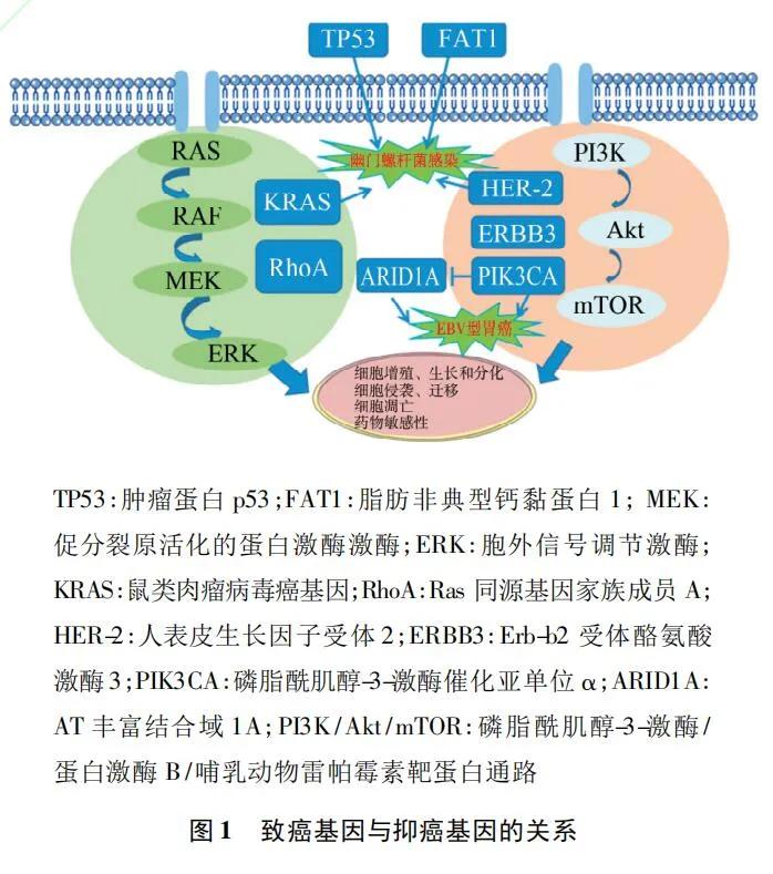 纳米抗体靶向治疗胃癌的研究进展,胃癌基因治疗癌症最新突破