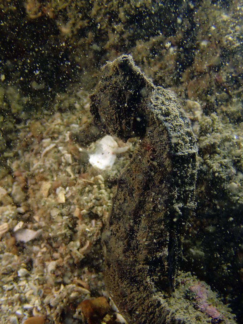 深圳附近海域鱼类大全,深圳海域动物