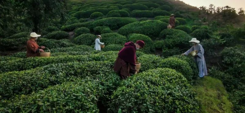 抢抓农时开展农业生产,农民纷纷抢抓春耕生产有利时机