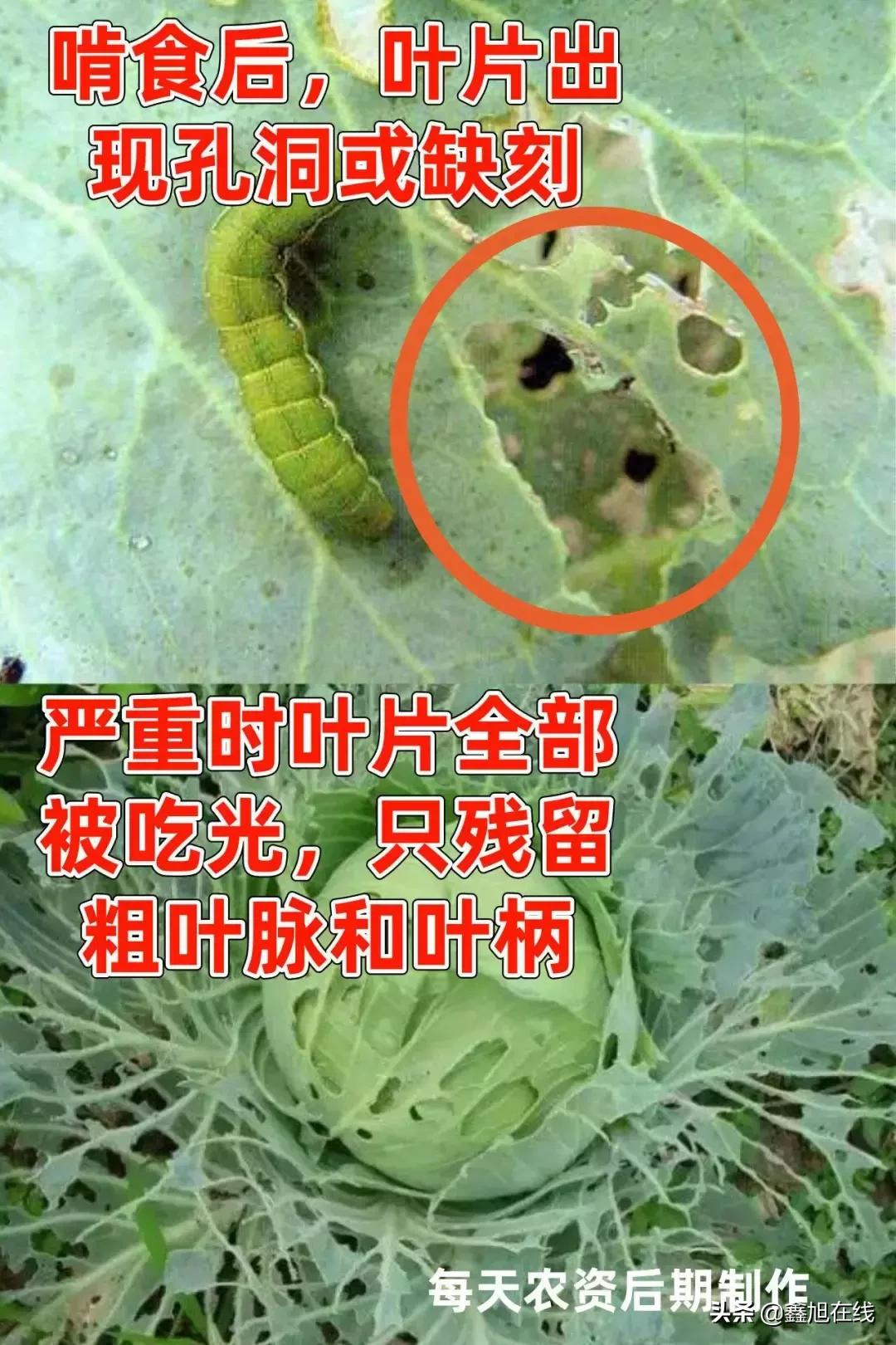 9大肉虫防治，赶紧认清