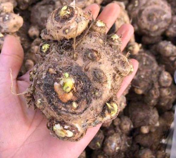 马蹄莲怎么养殖才开花,马蹄莲怎么种才可以开花