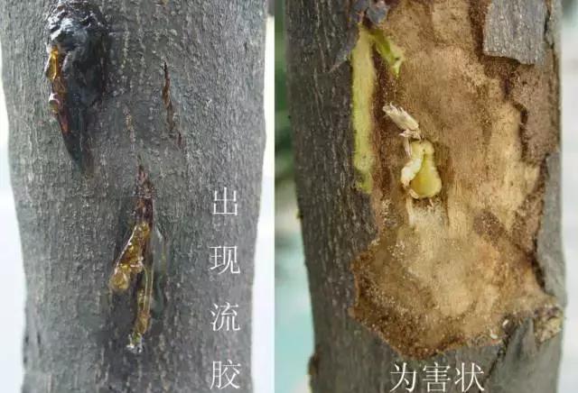 柑橘爆皮虫应该如何防治,柑橘爆皮虫的防治最佳时期