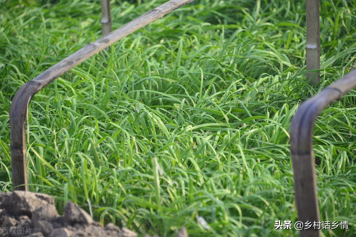 大葱和韭菜发黄怎么治,韭菜大葱干叶病的防治土方法