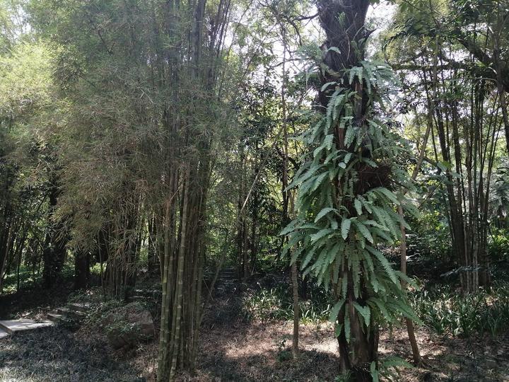 南宁有个“天然氧吧”，藏在狮山公园里，拥有一片绝美的水杉林
