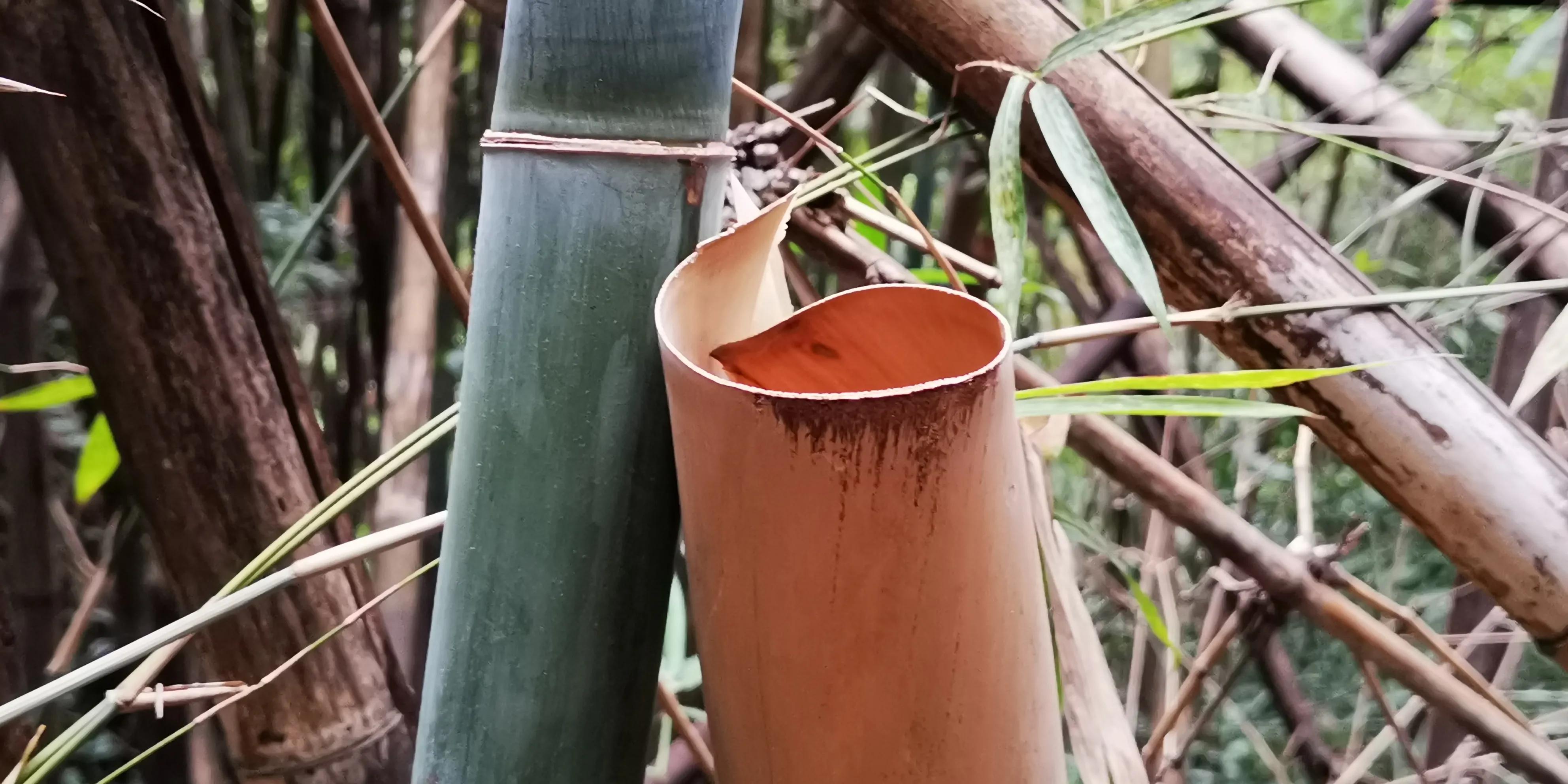 云山诗意一期,云山诗意满汉全席