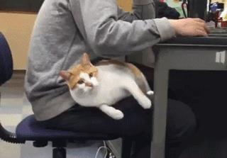 橘猫被抓警察局,肥猫被警察带走判刑