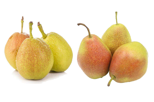 真假库尔勒香梨图片对比,库尔勒香梨树苗真假辨别