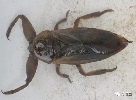 鱼苗消毒和病虫防治,水花鱼苗气泡病发病原因