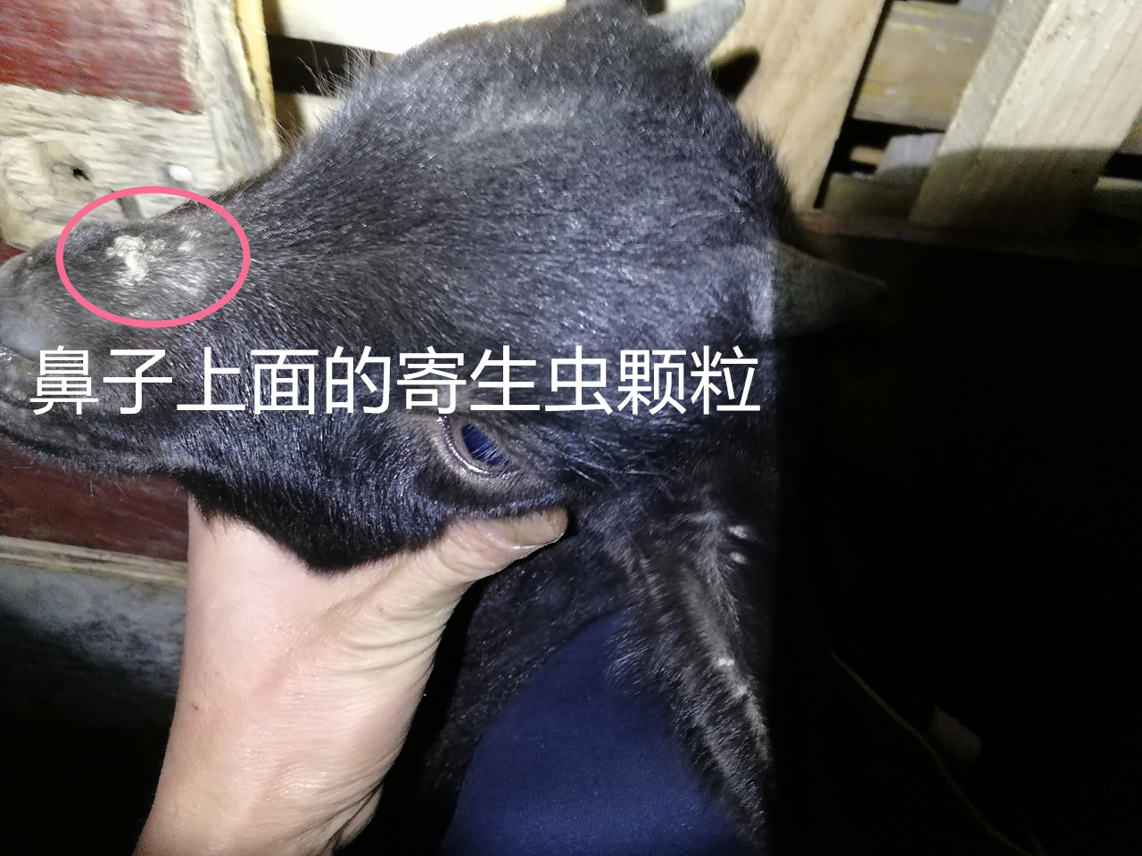 山羊体外寄生虫的防治方法,新手山羊养殖驱虫方法