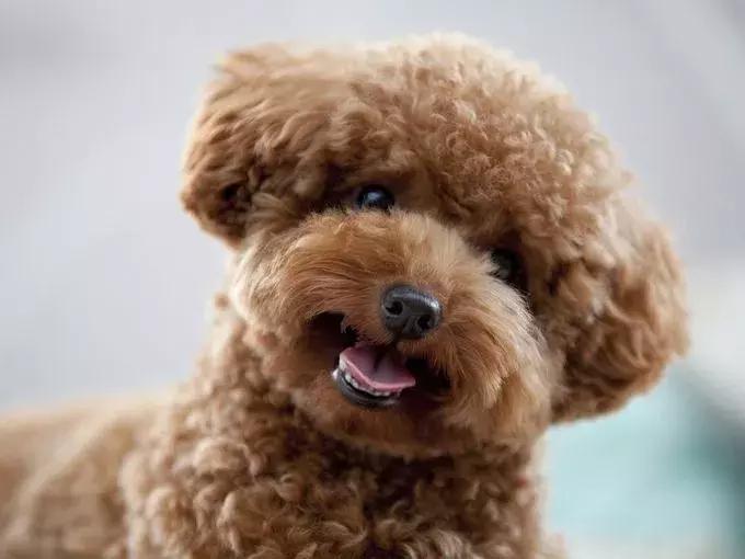 美国家庭都养什么犬,美国人喜欢养什么猛犬