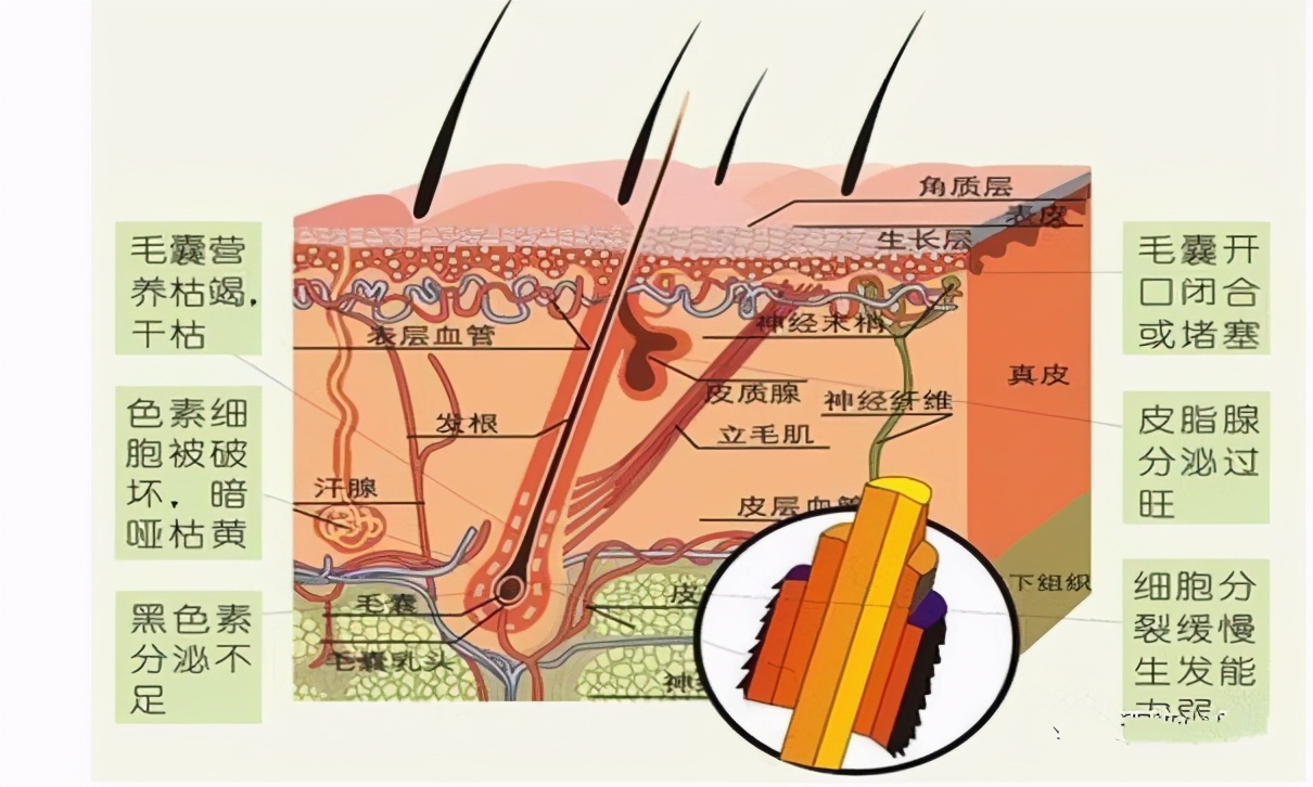混干皮瑕疵皮毛孔粗大博主推荐,油皮瑕疵皮毛孔粗大