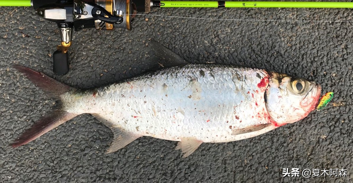 适合在水里生活的鱼,淡水可以滩涂呼吸的鱼