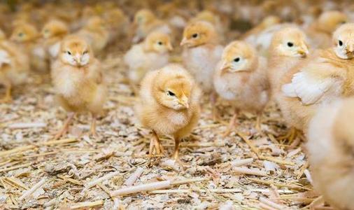 鸡群打蔫无精神,鸡群出现应激的表现